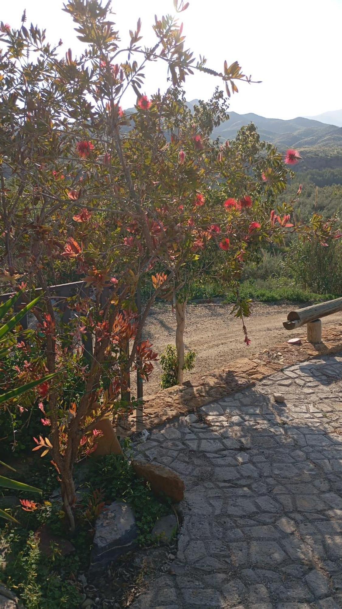 Cortijo Rural Molino El Tarahal Con Piscina Y Zonas Compartidas Екстер'єр фото